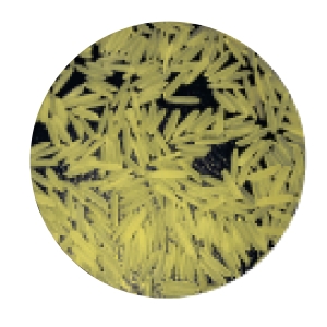 1121 Parboiled Basmati